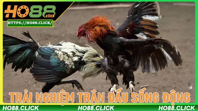 Trải nghiệm trận đấu sống động